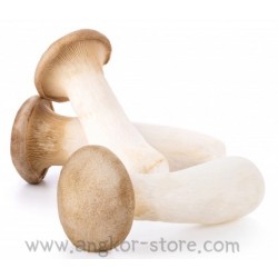 CHAMPIGNON ERENGII (A LA...