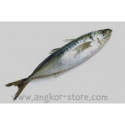 POISSON CHINCHARD 500/900...