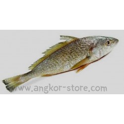 POISSON OMBRINE / TAMBOUR...